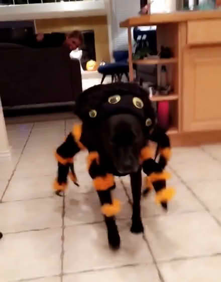 Photo of free Dog Spider Costume (Lafayette) #3