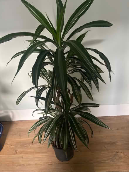 Photo of free Houseplant (TW1) #1
