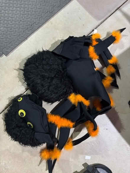 Photo of free Dog Spider Costume (Lafayette) #2