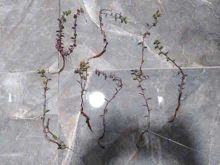 Photo of free Turtlevine cuttings (E17, near Walthamstow Central) #2