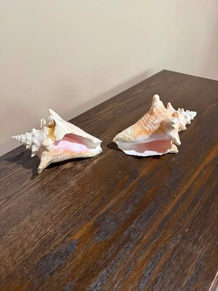 Photo of free Large Sea shells (Medinah) #1