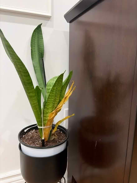 Photo of free Snake plant (Mavis and Eglinton) #1