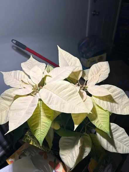 Photo of free Plants (Near piggly wiggly) #1