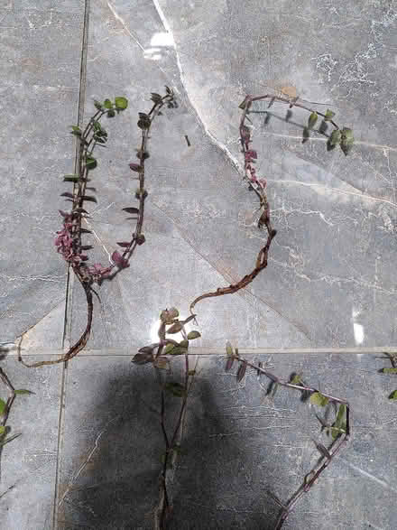 Photo of free Turtlevine cuttings (E17, near Walthamstow Central) #1