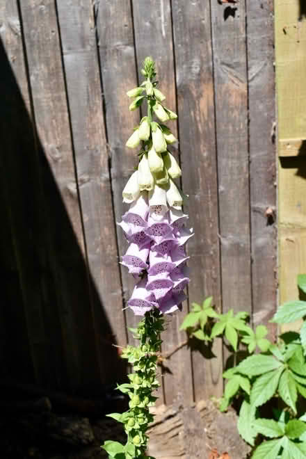 Photo of free Foxglove plants (Hatfield AL10) #3
