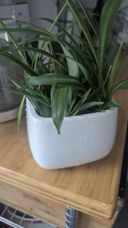 Photo of free Spider plant offshoots and plants (Vanier 32 Dunbarton court) #1