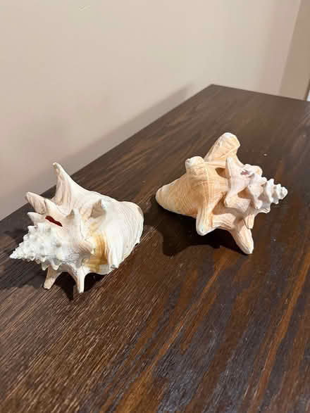 Photo of free Large Sea shells (Medinah) #2