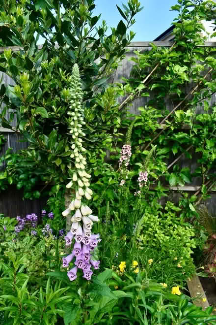 Photo of free Foxglove plants (Hatfield AL10) #1