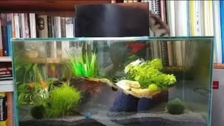 Photo of free Fish tank and supplies (N13 Palmers Green) #2