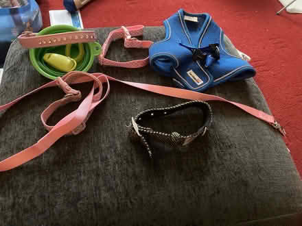 Photo of free Assorted Dog Collars and Harnesses (Granton EH5) #1