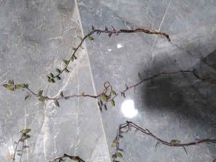 Photo of free Turtlevine cuttings (E17, near Walthamstow Central) #3