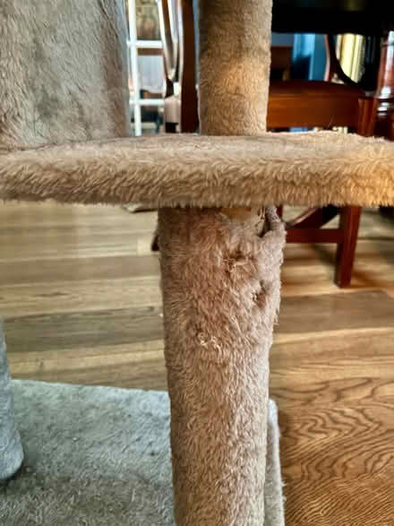 Photo of free Cat Activity Tree (Harbury CV33) #2
