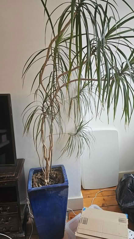 Photo of free Tree (SW6) #1