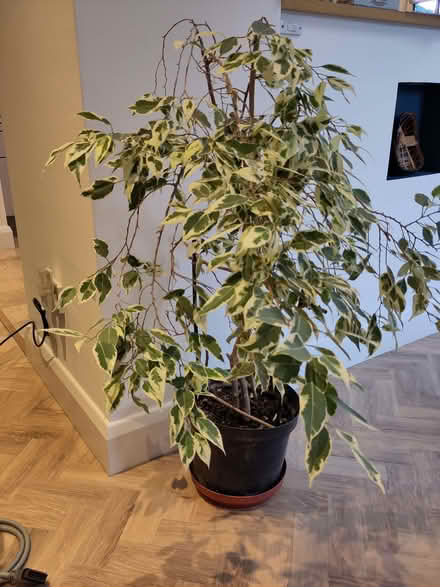 Photo of free Variegated potted weeping fig plant (Berkhamsted HP4) #1