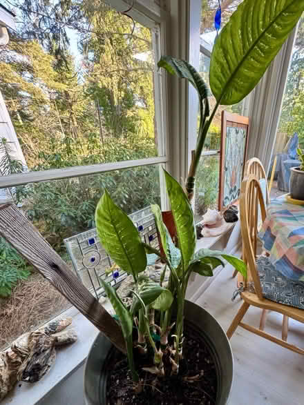 Photo of free Dieffenbachia plant (Shoreline) #1
