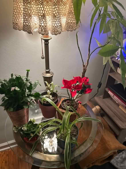 Photo of free Plants (Near piggly wiggly) #2