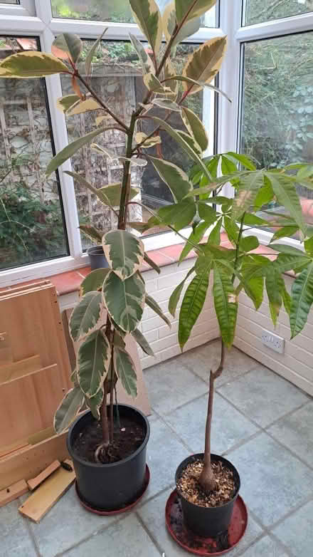 Photo of free Rubber plant approx 5ft (Bramley, Hants RG26) #1