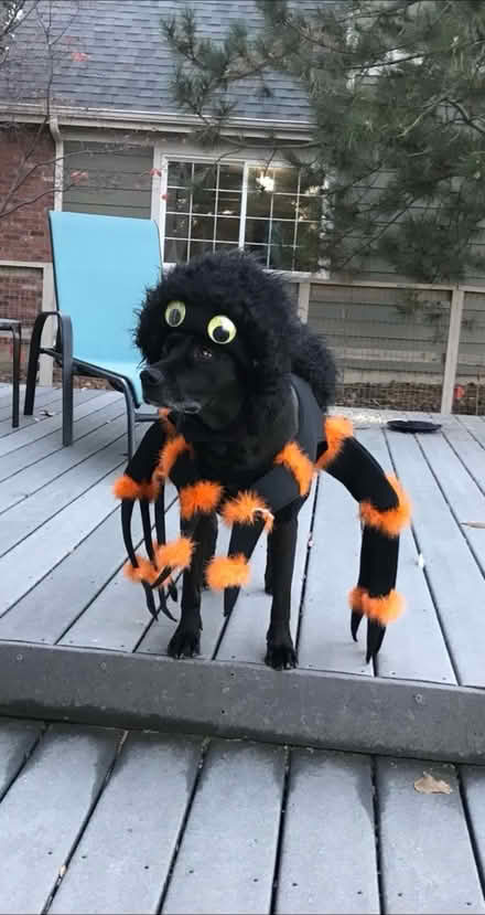 Photo of free Dog Spider Costume (Lafayette) #4