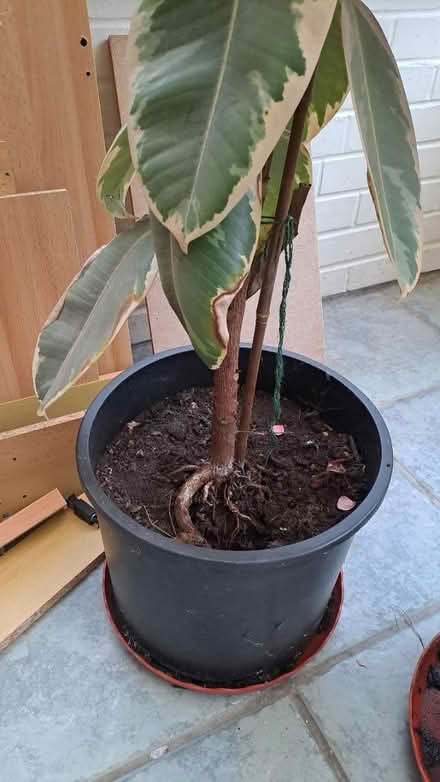 Photo of free Rubber plant approx 5ft (Bramley, Hants RG26) #2