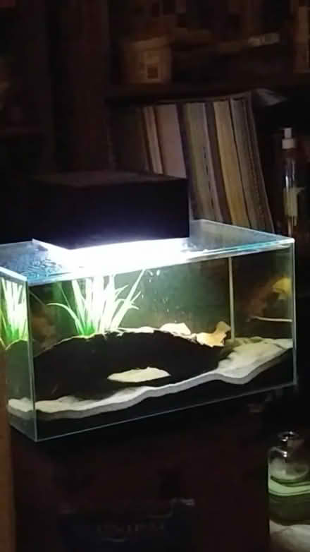Photo of free Fish tank and supplies (N13 Palmers Green) #1