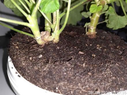 Photo of free 2 pelargoniums ▪ NO POT (Edgwarebury Lane) #2