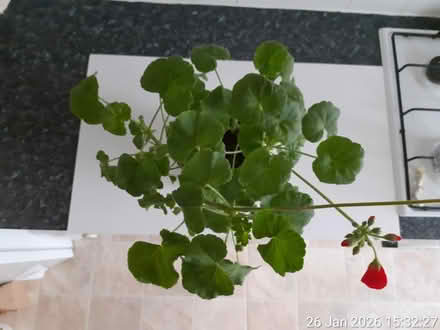 Photo of free 2 pelargoniums ▪ NO POT (Edgwarebury Lane) #4