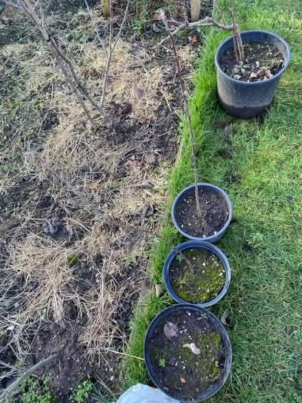 Photo of free Rhubarb and apple trees (Woosehill RG41) #2