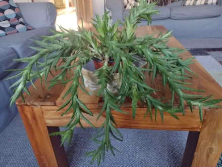 Photo of free Houseplant Aloe Juvenna (Tiger Tooth Aloe) (IP4) #3