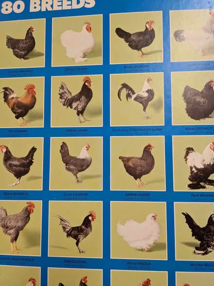 Photo of free Board mounted Poultry Poster (Caversham Park RG4) #3