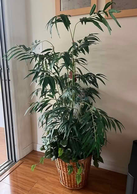 Photo of free decorative tree (Santo Domingo) #1