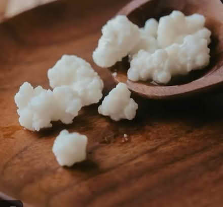 Photo of Live milk kefir grains (BN3) #1