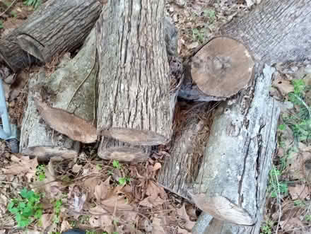 Photo of free firewood (Hwy 20 @ Capital Cir) #4