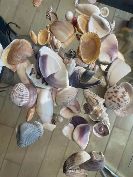 Photo of free Decorative seashells (DC side of Warrenton) #1