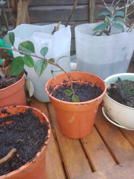 Photo of free Cotoneaster cutting (Wd257gl) #2