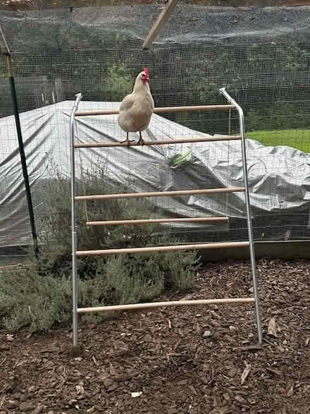 Photo of free Chicken Perch w/ Swing (Saratoga Mtns) #1