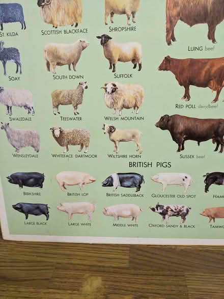 Photo of free Board mounted Livestock Poster (Caversham Park RG4) #4