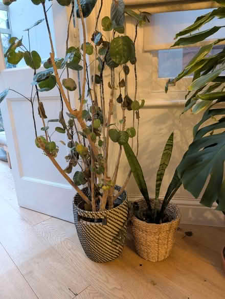 Photo of free Plants with pot (NW2) #1