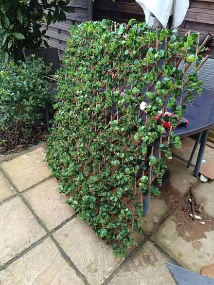 Photo of free Faux decorative plants (Gillingham ME7) #1