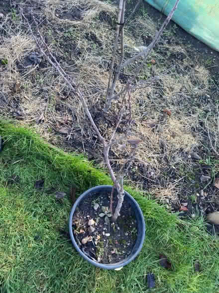 Photo of free Rhubarb and apple trees (Woosehill RG41) #3