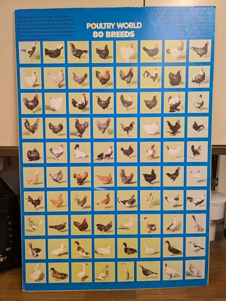 Photo of free Board mounted Poultry Poster (Caversham Park RG4) #1
