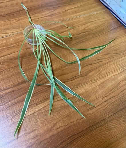 Photo of free Spider plant baby (Abbey Wood SE2) #1