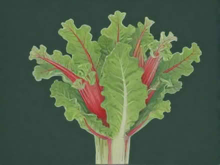 Photo of Rhubarb crown / plant (Meersbrook S8) #1