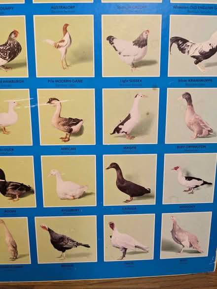 Photo of free Board mounted Poultry Poster (Caversham Park RG4) #2