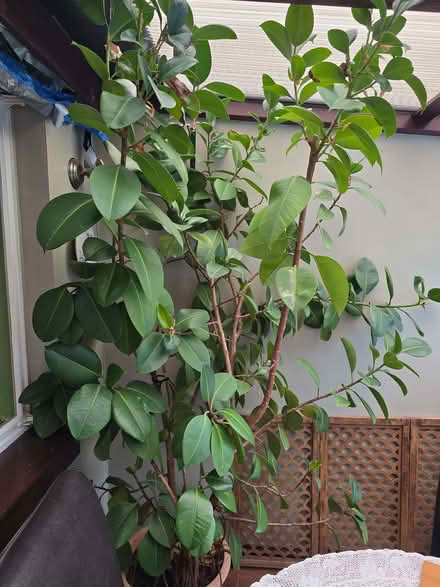 Photo of free 8ft Rubber Plant in Terracotta Pot LARGE (Locks Heath SO31) #1