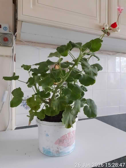 Photo of free 2 pelargoniums ▪ NO POT (Edgwarebury Lane) #1