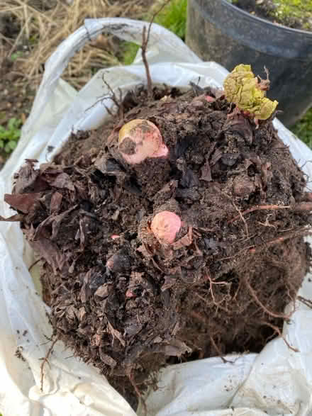 Photo of free Rhubarb and apple trees (Woosehill RG41) #1