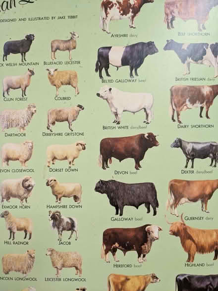 Photo of free Board mounted Livestock Poster (Caversham Park RG4) #2