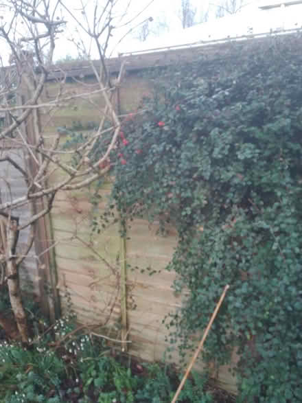 Photo of free Cotoneaster cutting (shrubs) (Wd257gl) #1