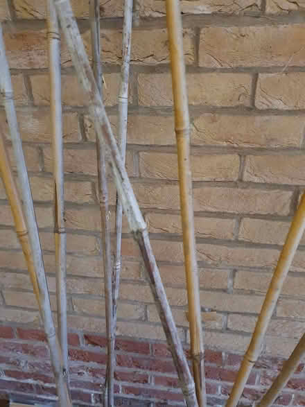 Photo of free Garden Bamboo canes and stakes (Carlton NG3) #2