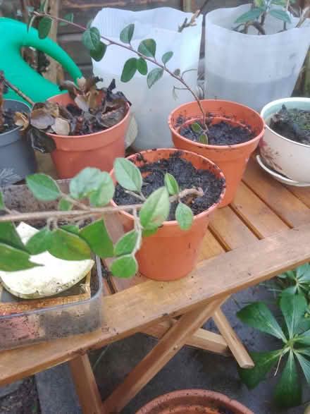 Photo of free Cotoneaster cutting (shrubs) (Wd257gl) #2